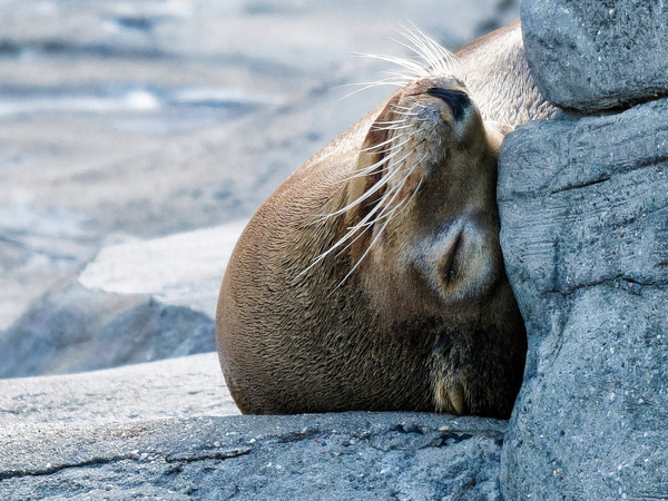 Siesta.jpg
