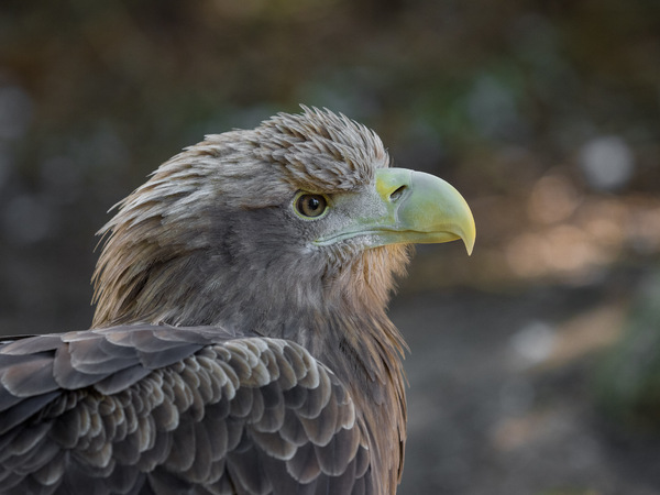 Steinadler