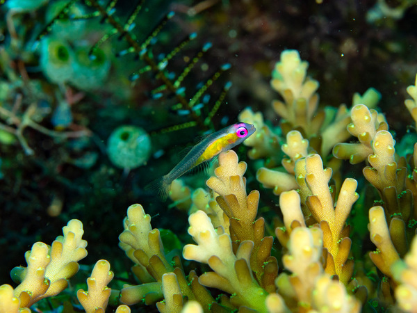 red-Ring-eye-fish.jpg
