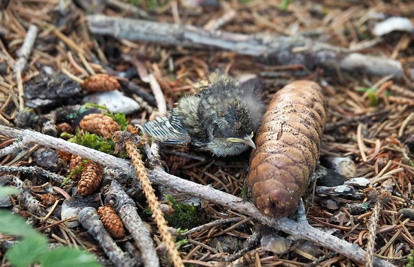 Überlebenskampf Waldbaumläufer.JPG