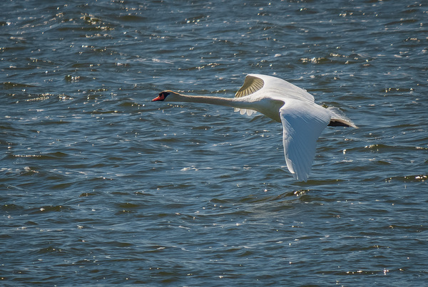 Mute Swan