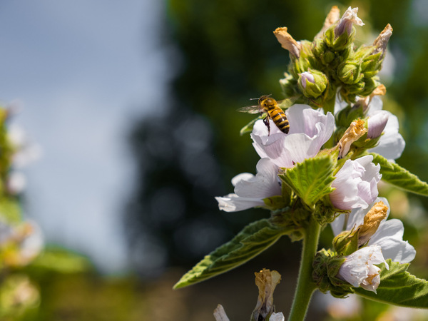 Von Bienen und Blumen