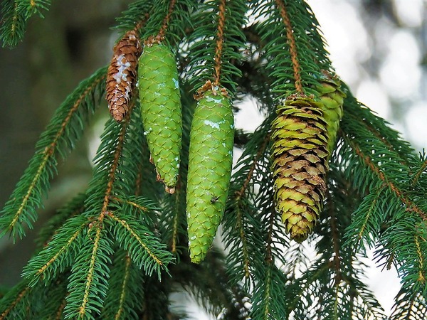 erneuernde Vegetation.JPG