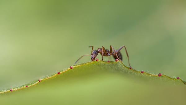 Peaceful Ant