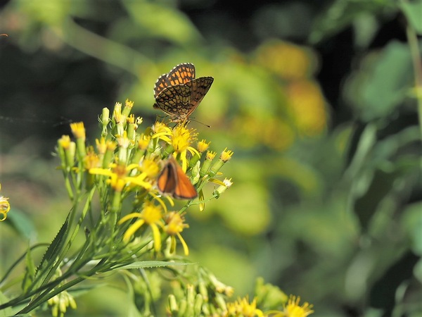 Schmetterling im Abendlicht.JPG