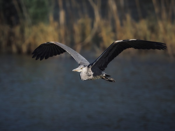 Reiher im Anflug