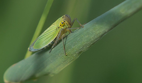 Binsenschmuckzikade ♀