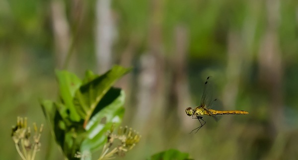 Anflug II