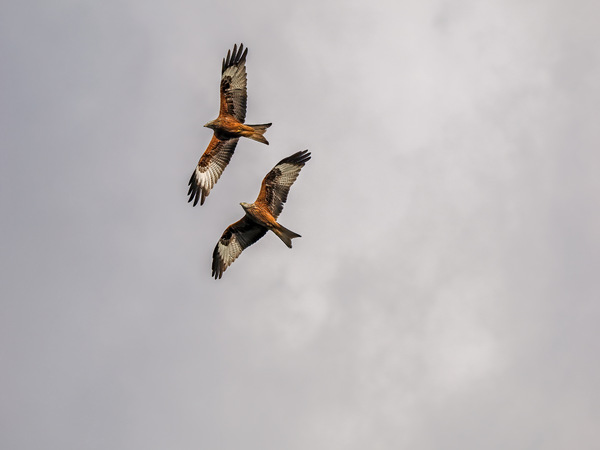 Red Kite (Milvus milvus) P4101144-2