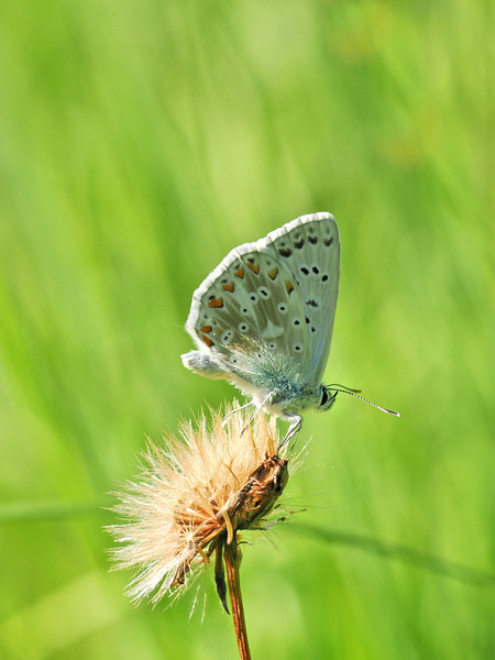 Silbergrüner-Bläuling .jpg