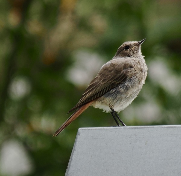 Gartenrotschwänzchen