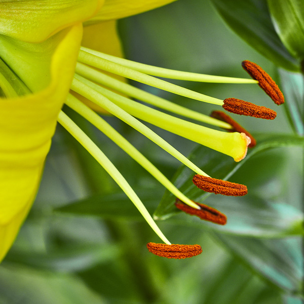 Staubgefäße einer Lilienblüte.jpg