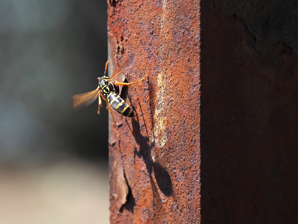 Feldwespe? und Rost