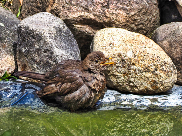 Amsel am teich 1-001.jpg
