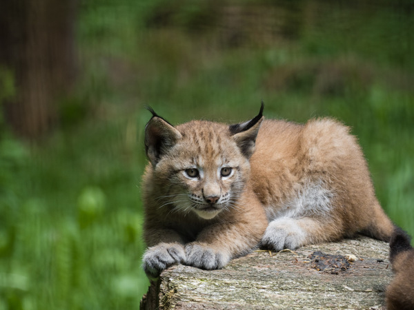 Schon fast eine große Katze