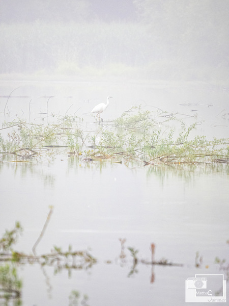 Silberreiher am Stausee