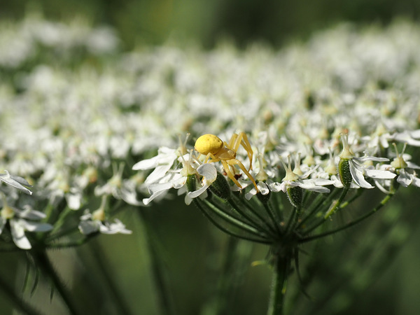 veränderliche Krabbenspinne