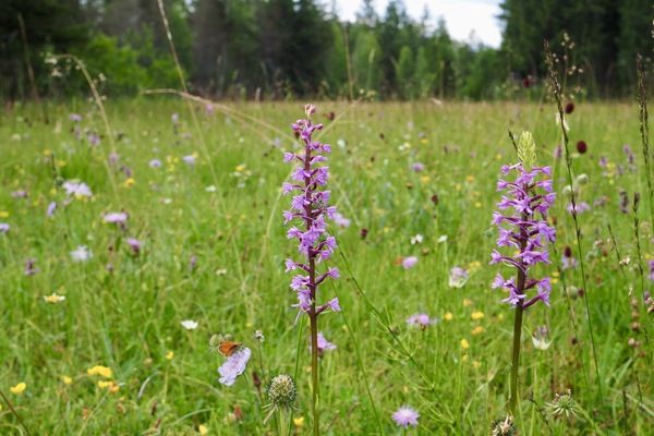 Sommerwiese mit Falter