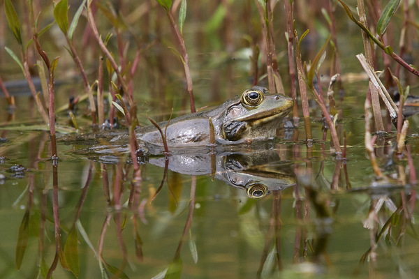 Spiegelfrosch