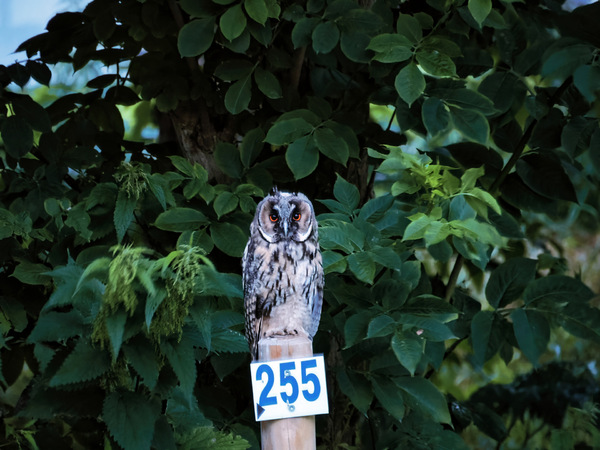 011-Eule 255