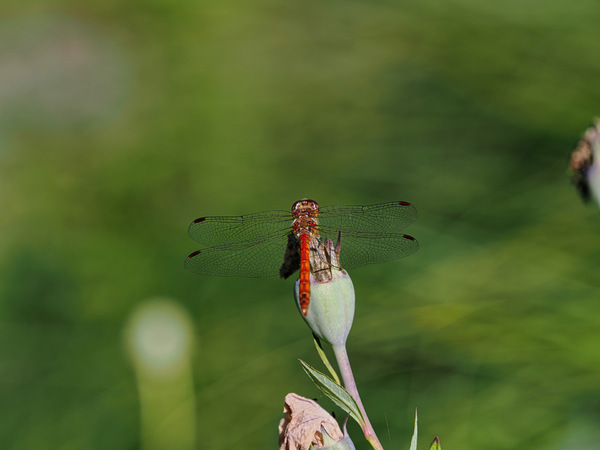 Libelle im Botanischen Garten Klein Flottbek 2