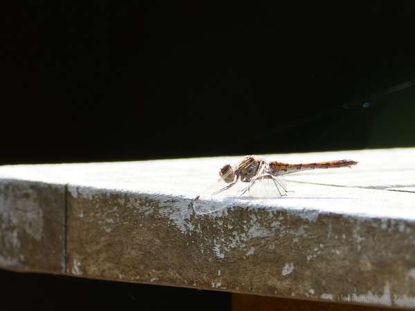Libelle sonnt sich am Sonntag