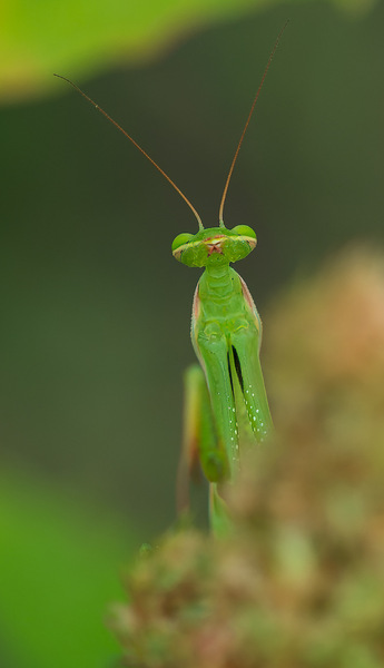 Schau mir in die Augen