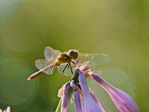 Libelle im Botanischen Garten Klein Flottbek