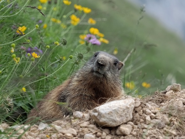 Murmel Gretchen, aus den Dolomiten.jpg