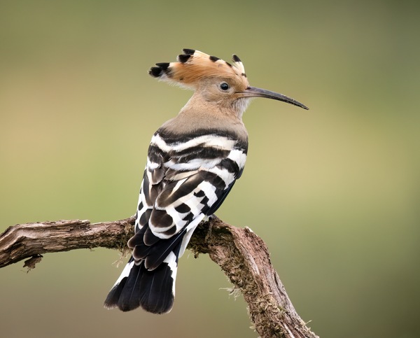 Wiedehopf (Vogel des Jahres 2022)