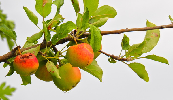 Äpfel, die keiner essen mag