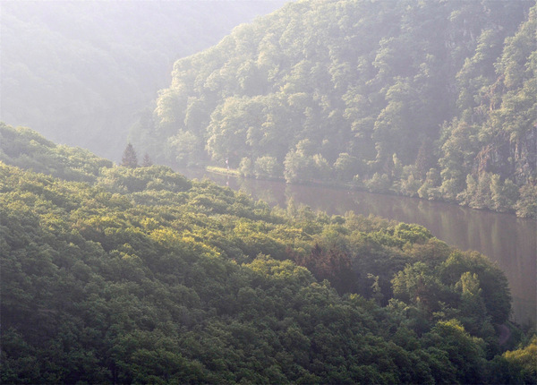 Fluss im grünen Wald