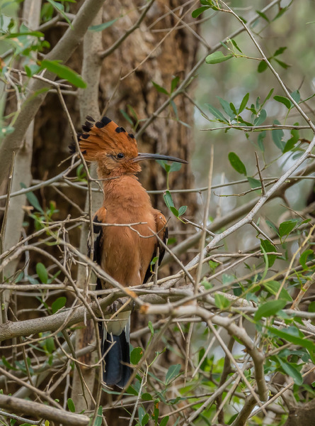 Afrikawiedehopf - African hoopoe