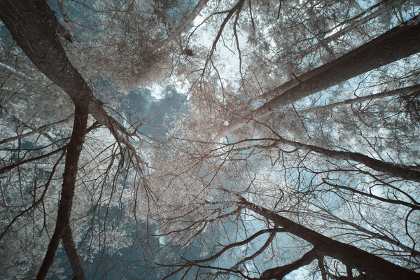 Blick in die IR-Wipfel...