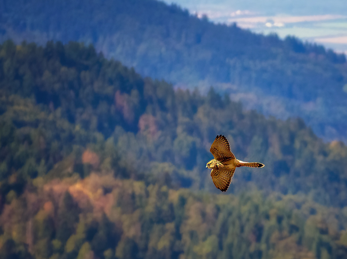 Turmfalke im Flug Turmfalke im Flug