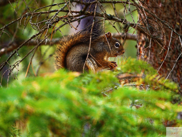 Nordamerikanisches Eichhörnchen_DxO.jpg