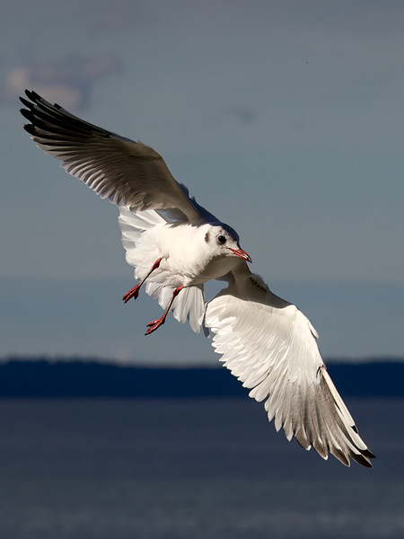 Möwe in Abendsonne.jpg