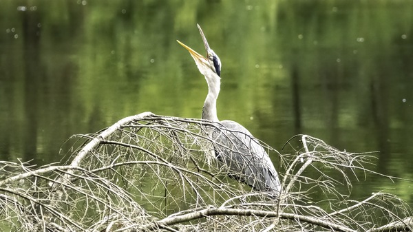 Graureiher_02 Kopie.jpg