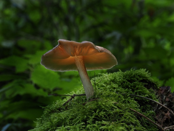 Leuchtpilz