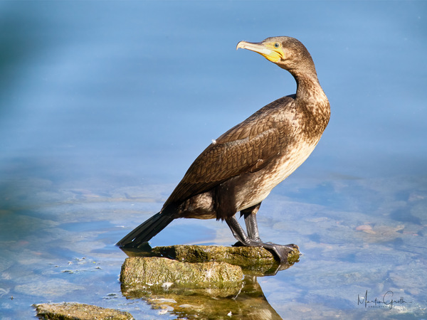 Eisvögel waren aus!