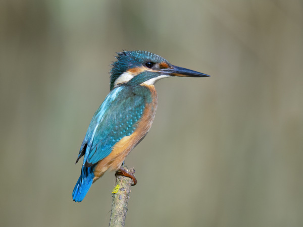 Eisvogel