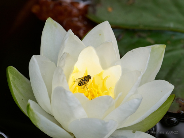 Teichrose mit Wächter