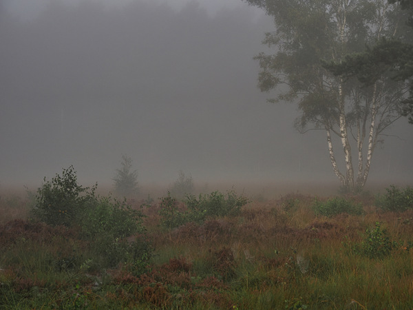 Nebel im Schnaakenmoor 2
