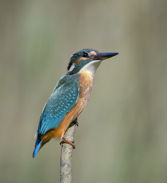 Eisvogel