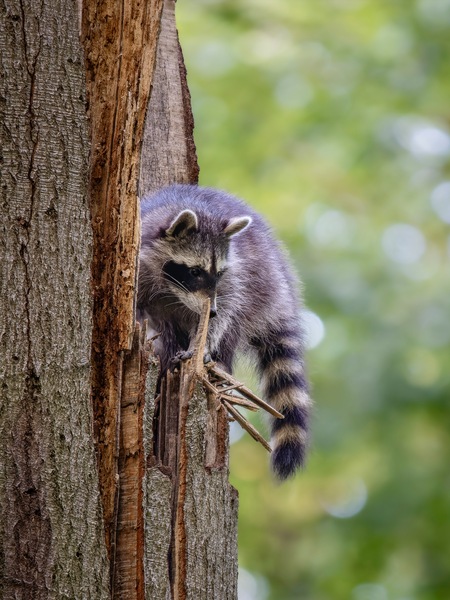 Waschbär