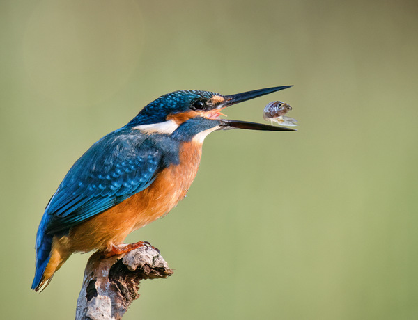 Eisvogel mit Beute