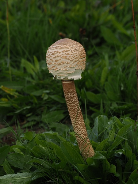 Riesenschirmpilz
