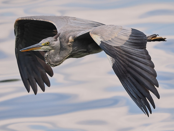 Junger Graureiher ...