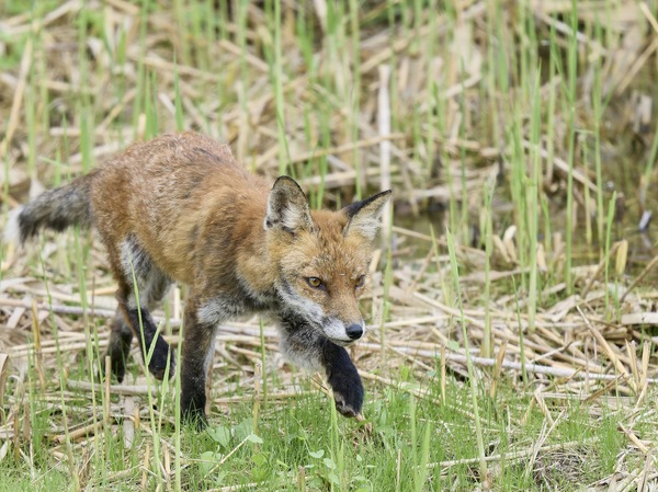 junger Rotfuchs