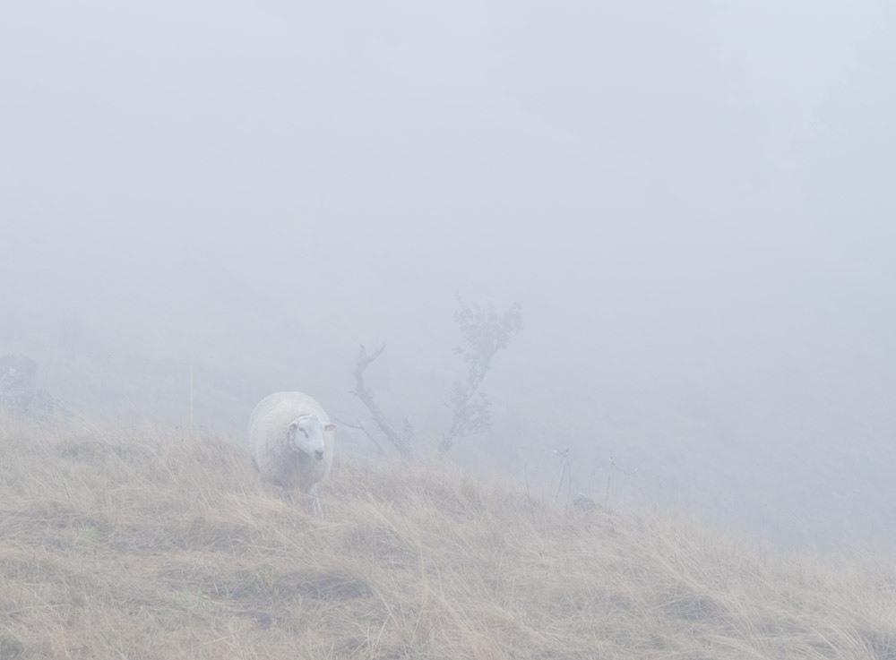 Schaf in den Wolken Schaf in den Wolken